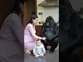 Lagu What about the woman who married the gorilla?.#gorillababy #cute #animals #gorilla #baby