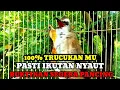 Lagu Suara burung trucukan gacor memanggil lawan Pancingan trucuk betina memanggil jantan