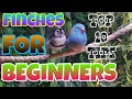 Download Lagu 10 Tips Teratas Burung Finch untuk Pemula