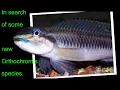 Download Lagu In search of some new Orthochromis species.