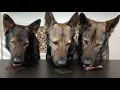 Three German Shepherds Try Different Foods