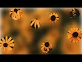 Background Reveal Effect Using Mask Image Property in CSS