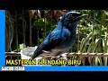 Download Lagu MASTERAN SELENDANG BIRU GACOR ISIAN