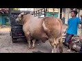 Download Lagu SAPI MONSTER PETANI PEKALONGAN RAWATAN 2 tahun 🔥