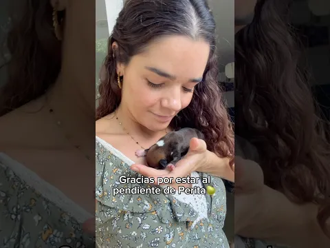 Catira no está teniendo nada de lechita por lo que le estoy dando fórmula a Perita🍐