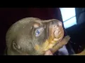 litter 24 hoobly doberman ohio for details