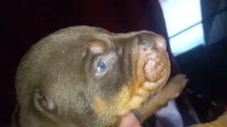 litter 24 hoobly doberman ohio for details
