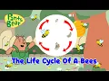 Life cycle of a bee Honey Bee for kids A Bee-rilliant Adventure with Pants Bear