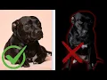 Staffordshire Bull Terrier Pros Cons