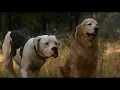 Download Lagu Homeward Bound: The Incredible Journey (1993) - Shadow and Chance look for food.