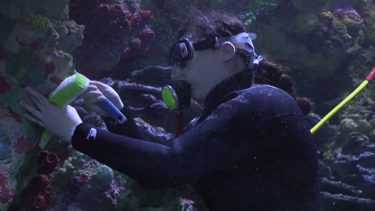 How Sound Travels Underwater | Physics & Marine Life