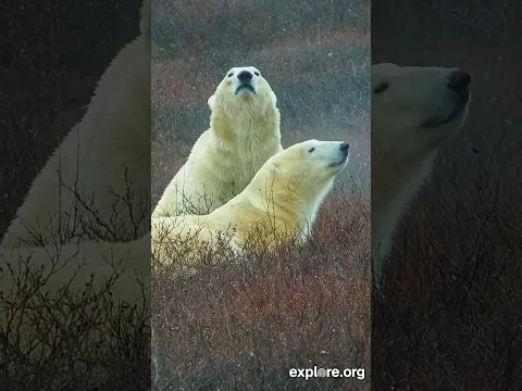 Polar Bear Migration