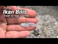 Lagu Santai di tepi pantai sambil mengutip siput sudu \u0026 ikan bilis.