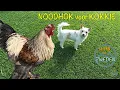 Download Lagu LEVEN IN ZWEDEN noodhok voor Kokkie