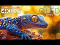 Download Lagu 💥 Awesome OLED Demo 4K Ultra HD 60fps HDR | Dolby Vision™ with Cinematic Music