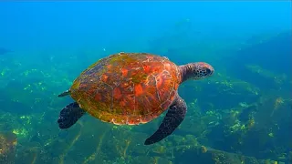 От кораллов до сайгаков: восстановление популяций редких животных