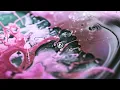 Download Lagu Linkin Park - Two Faced (Lyrics) 1 Hour