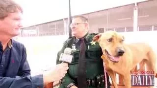 Sheriff Space Coast Daily Partner For Animal Services