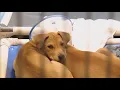Advocates urging pet adoptions over purchasing at pet stores