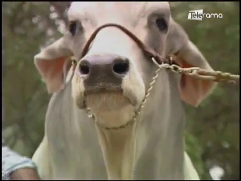 Ecuador Agropecuario 07-11-2017