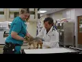 Welcome to VCA West Coast Specialty Emergency Animal Hospital