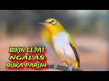 Download Lagu Pleci Ngalas Manggil Lawan || Pancingan Pleci Bustomi Biar Gacor