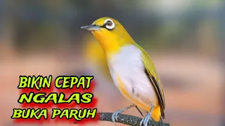 pleci ngalas manggil lawan pancingan pleci bustomi biar gacor