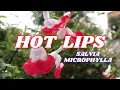 Lagu Discover HOT LIPS Salvia Microphylla!
