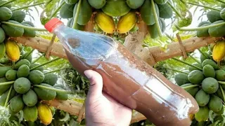 ESSE ADUBO BOMBÁSTICO FAZ SEU PÉ DE MAMÃO FLORIR E PRODUZIR !!