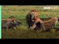Download Lagu Lion Trapped by Clan of Hyenas | Dynasties | BBC Earth