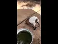 Fainting Goat Meme Meme Star