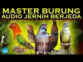 Download Lagu MASTER BURUNG AUDIO JERNIH | Lovebird  Prenjak Blackthroat Cililin KATEM | Berjeda
