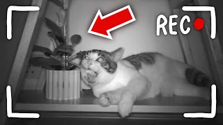What My CATS Do At NIGHT...