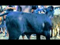 Download Lagu 8 juta !! Grandong Calon Monster !! Full Superan Bingung Pilih !! Pasar Sapi Kerek