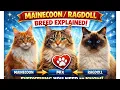 Mainecoon x RagDoll Mix The Ultimate gentle giant
