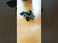 Download Lagu Violet Carpenter Bee | Attempt To Change Normal Position | #shorts