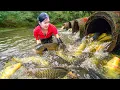 Download Lagu How to Harvesting A Lot Of Big Fish To Sell At Market, Traditional Fishing Skill | Elsa Daily Life