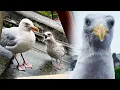 My Pet Seagull Had Babies and It Ruined His Life