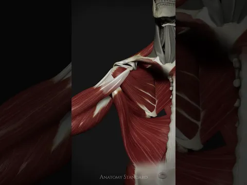 Peeling Back the Shoulder: Anterior View #anatomystandard #shoulderanatomy #biomechanics