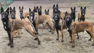 Don t Get A Malinois Until You Watch This
