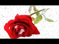 北の冬薔薇　松原健之　cover by akinoitigo