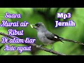 Download Lagu SUARA PIKAT DAN MASTERAN MURAI AIR RIBUT DI ALAM LIAR || full tembakan asli