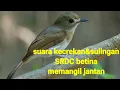 Download Lagu SRDC BETINA..lllmemanggil burung jantan burung bahan Suara pikat betina burung SRDC