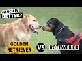Golden Retriever vs Rottweiler Which is Better