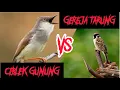 Masteran Gereja Tarung Vs Ciblek Gunung Gacor Ngebren Full Isian Jernih Durasi Panjang