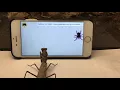 Download Lagu Praying mantis watching TV