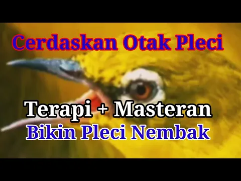 Download MP3 Buktikan‼️ Cerdaskan Otak Pleci,Terapi dan Masteran Pleci Nembak Mudah Ditirukan