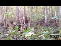 Real or Hoax Man Films Skunk in Mississippi