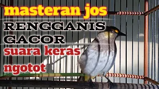Download RENGGANIS / CUCAK WILIS GACOR FULL NGOTOT SUARA MERDU || masteran terbaik untuk burung yang lainnya MP3