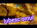 Download Lagu Deyu Music - Iubesc Omul